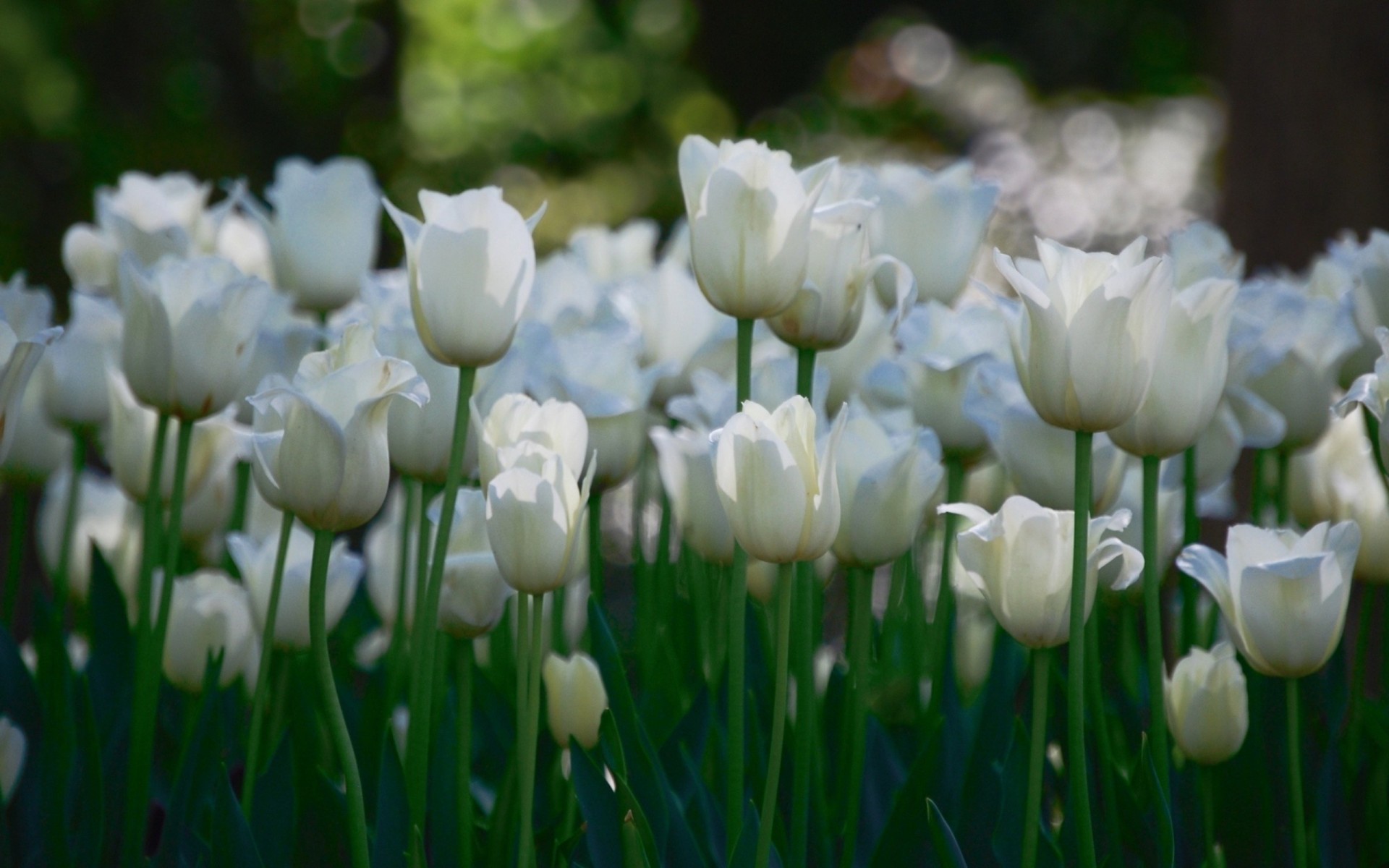 stiele bokeh tulpen feld weiß blütenblätter