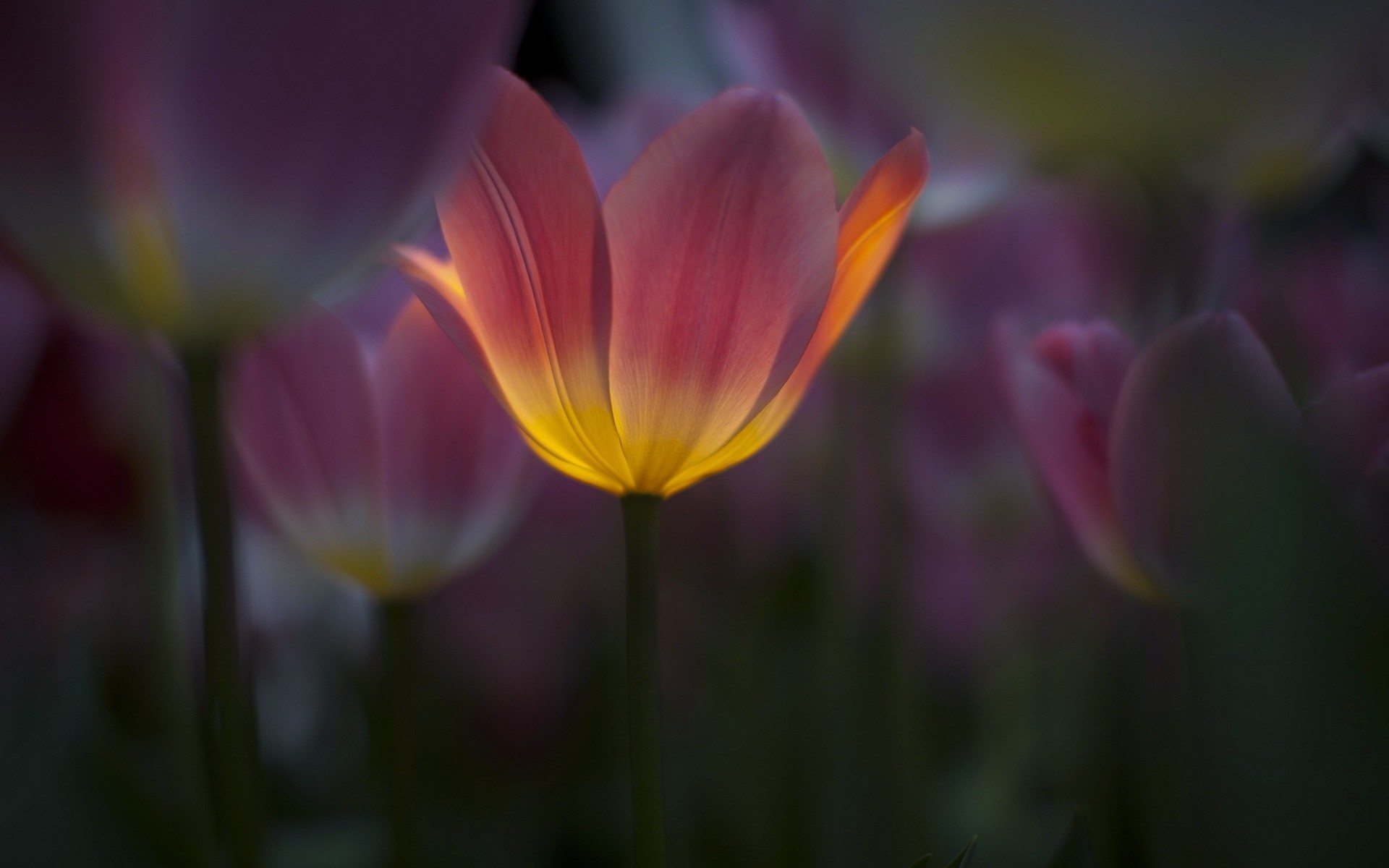 flor naturaleza tulipanes