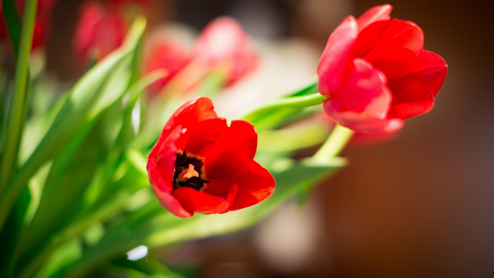 nature fleurs tulipes