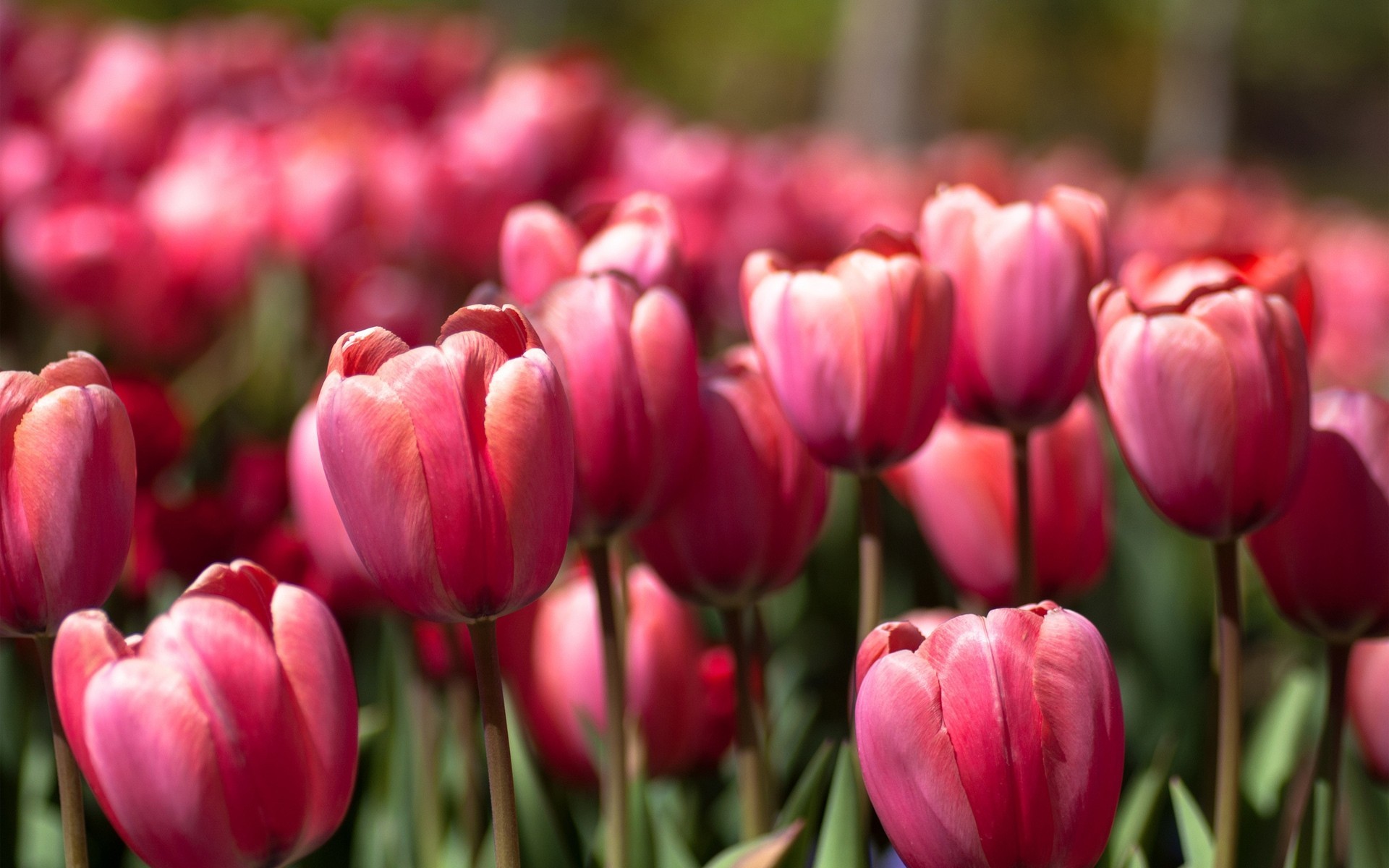 beaucoup rose printemps tulipes