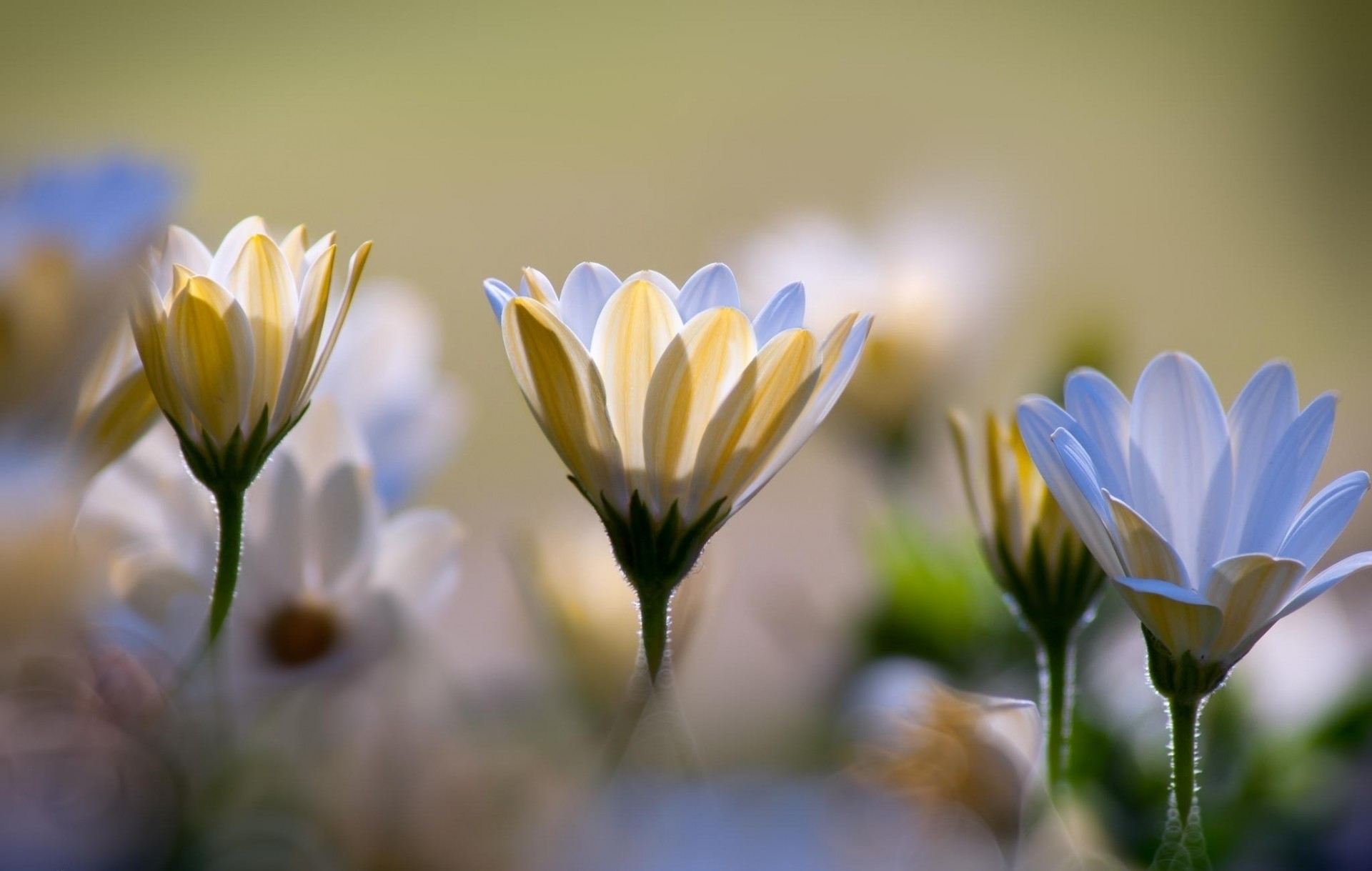 makro bokeh chryzantemy kwiaty biały