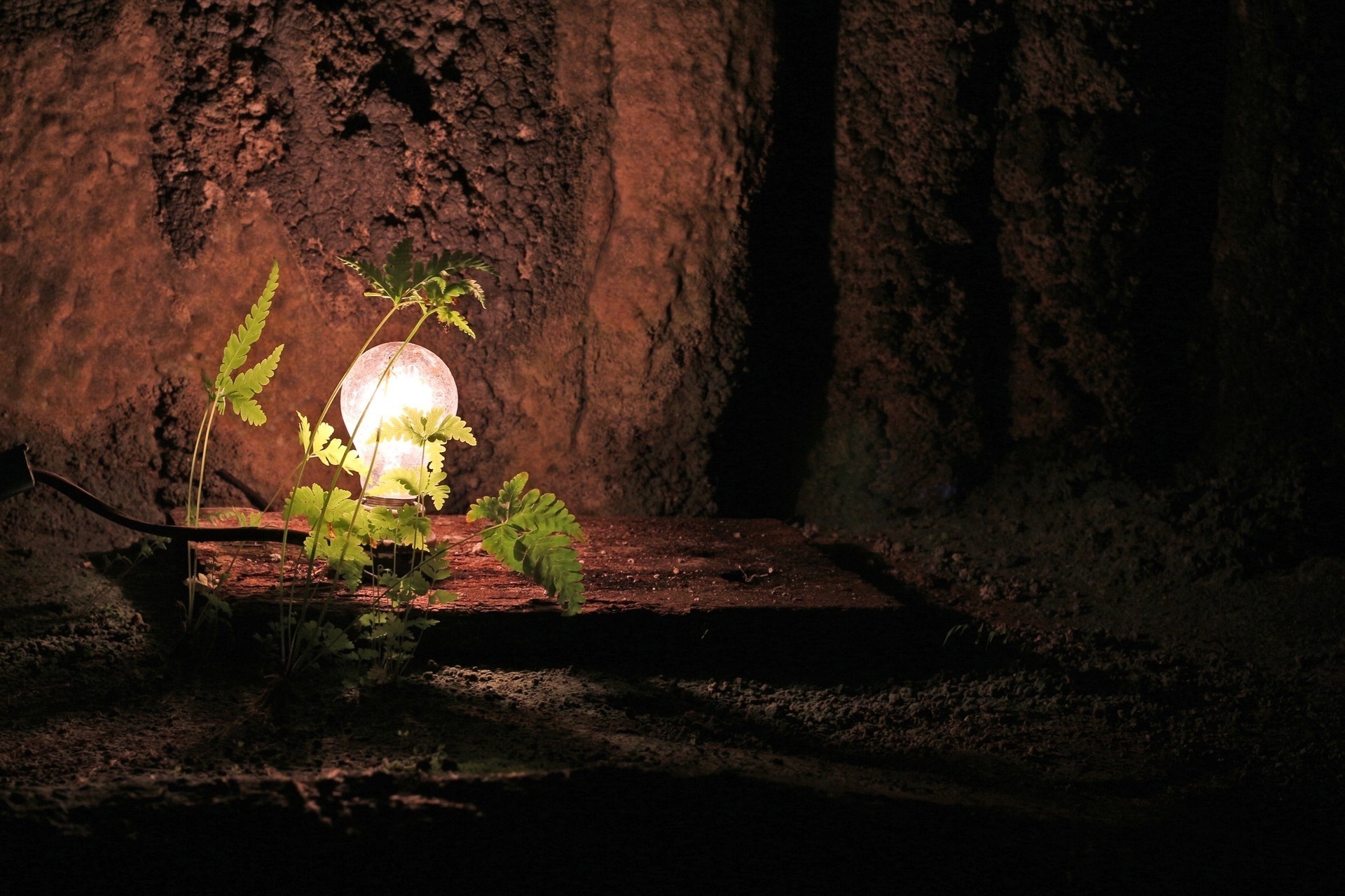 ampoule lumière fougères grotte feuille