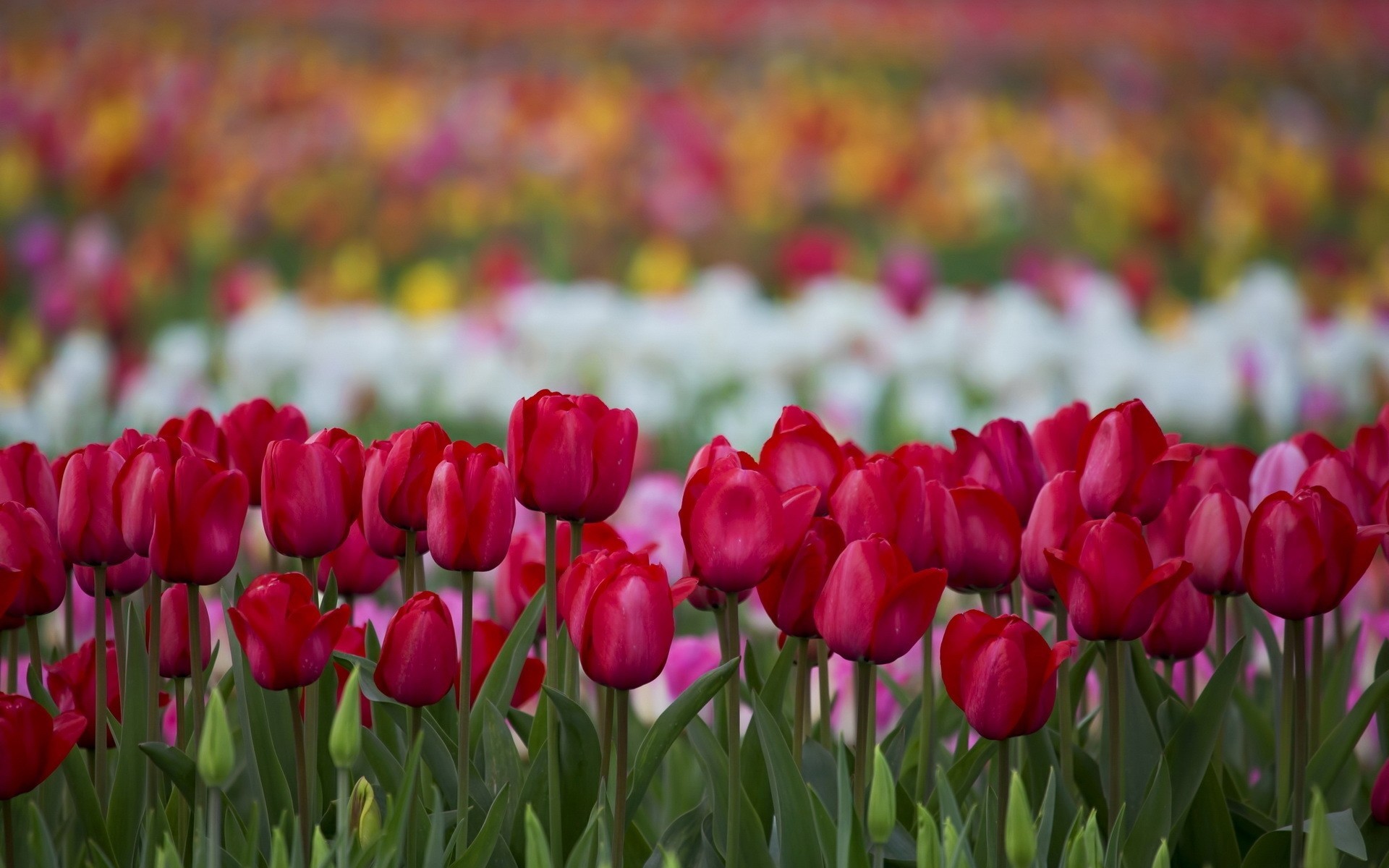 naturaleza flores tulipanes