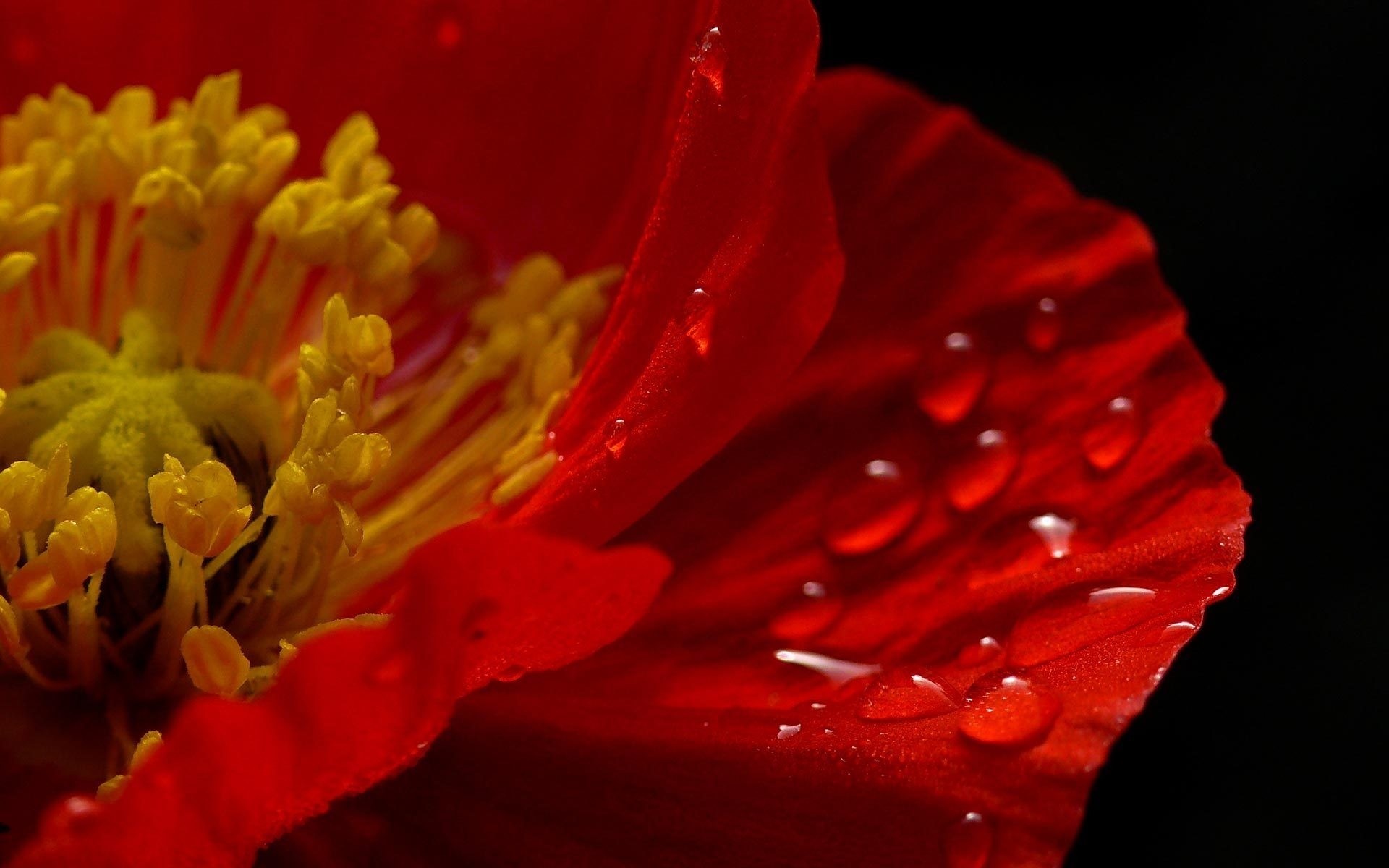 close up poppy flower red