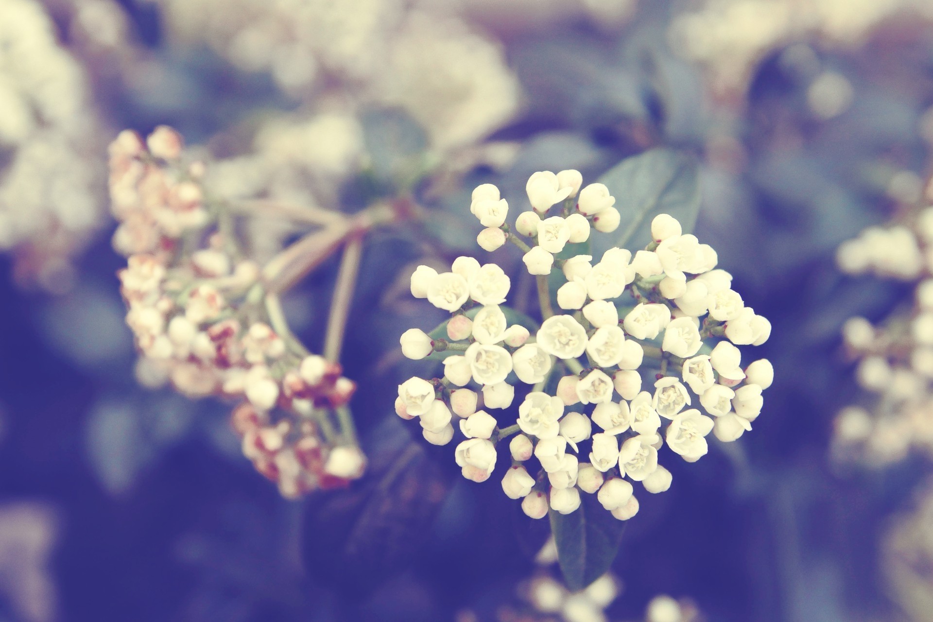 im frühling blumen