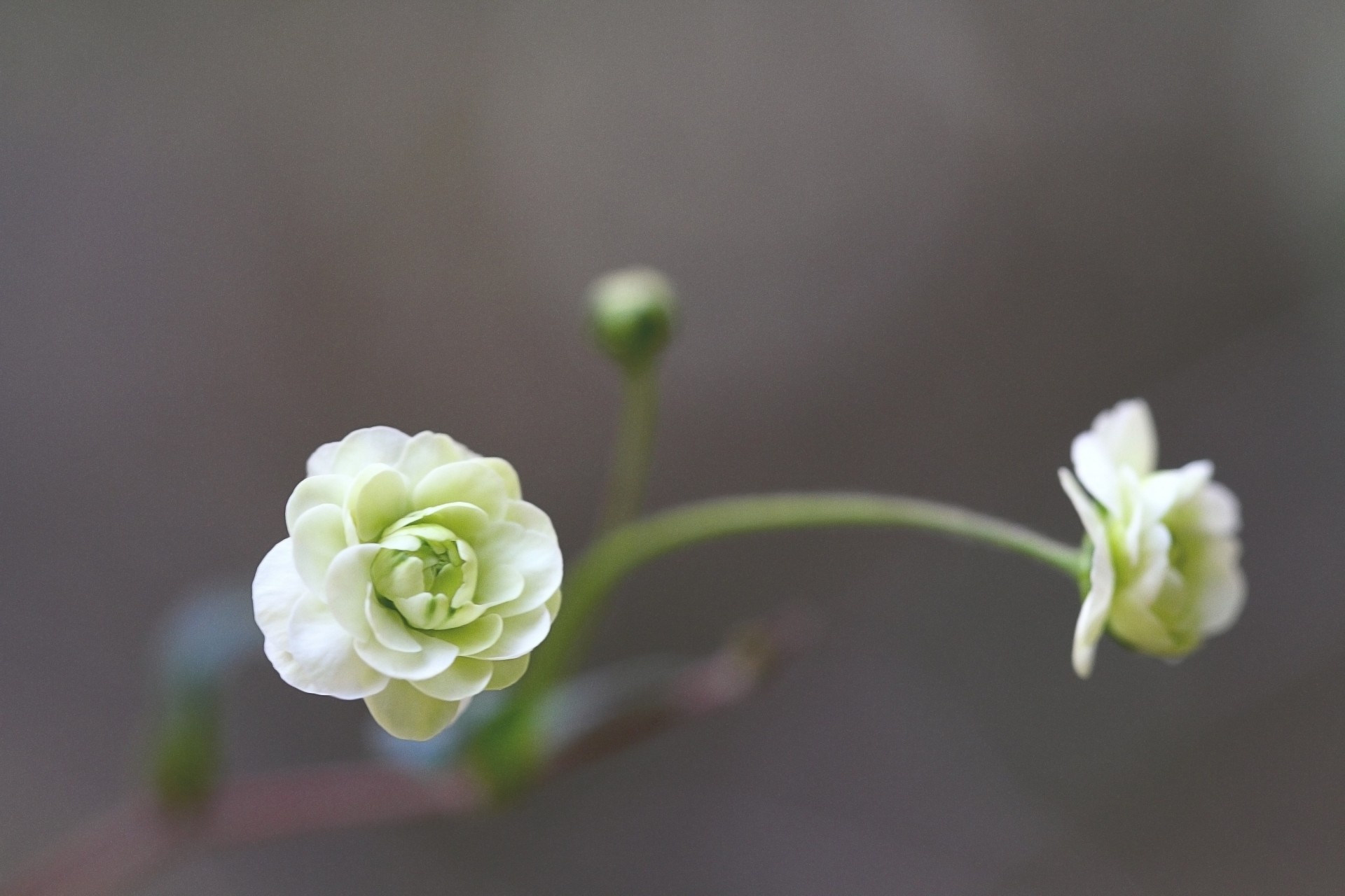 background camellia flower blur white