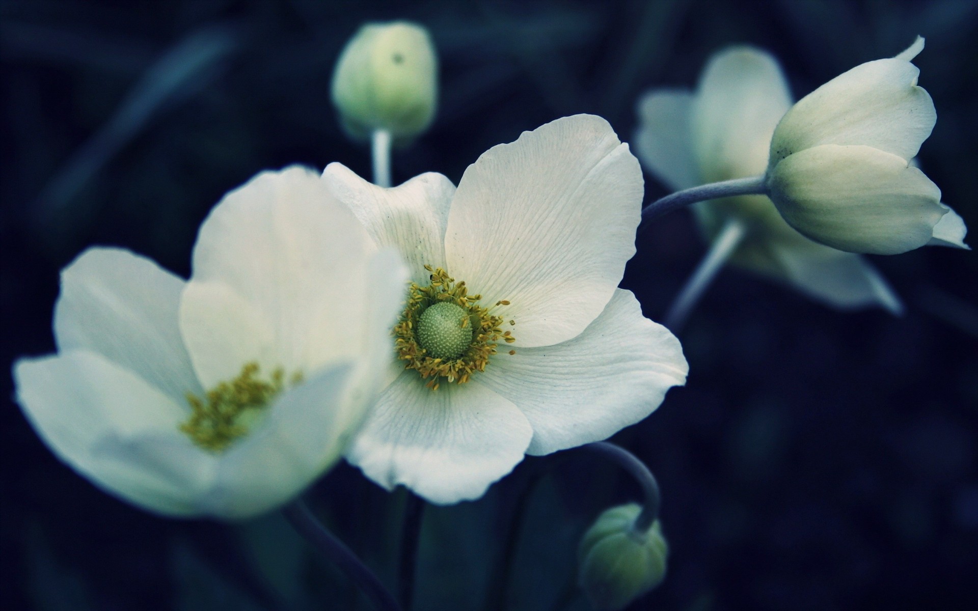 fond fleurs nature