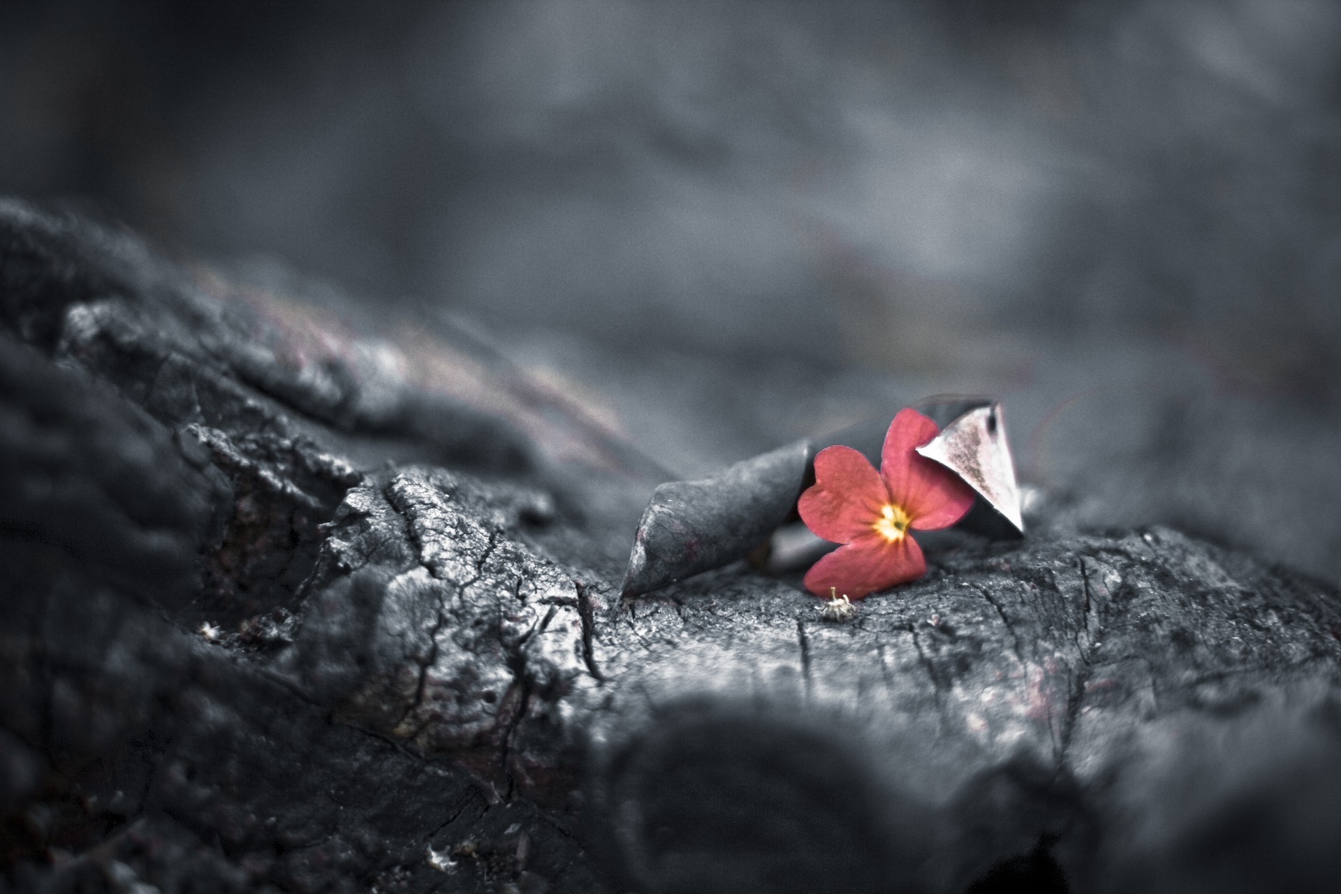 fiore bokeh rosso bianco e nero