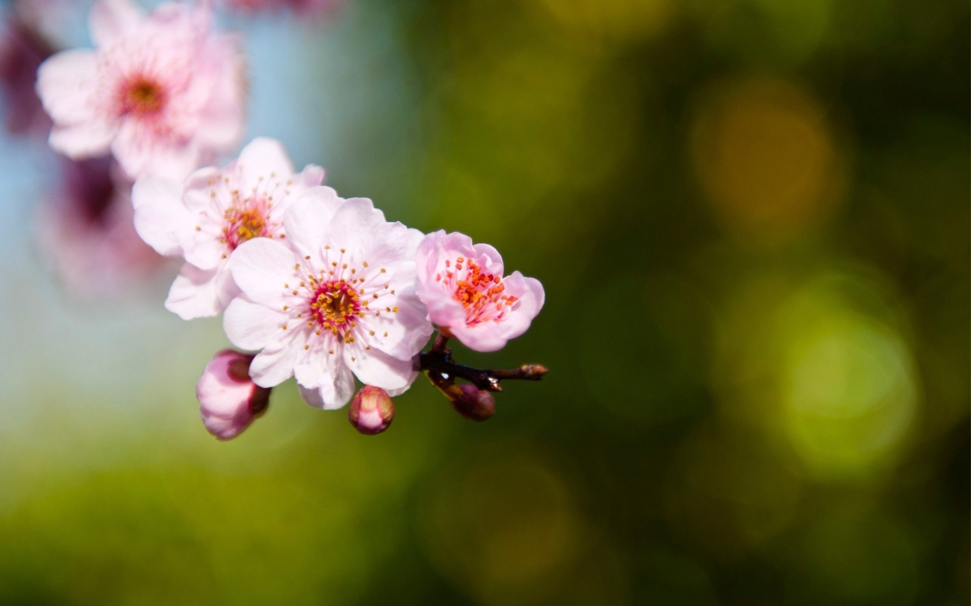 fokus unschärfe zweig unschärfe rosa blendung sakura