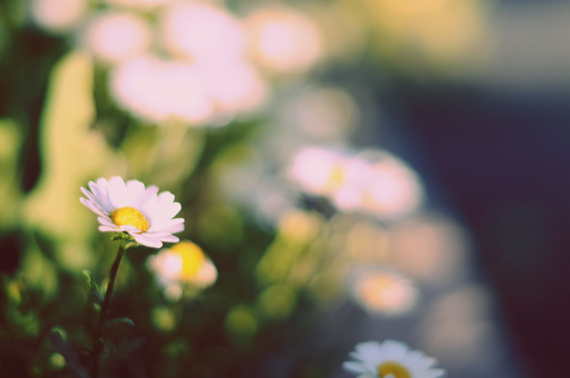 blume grün kamille hintergrund blumen tapete gelb weiß