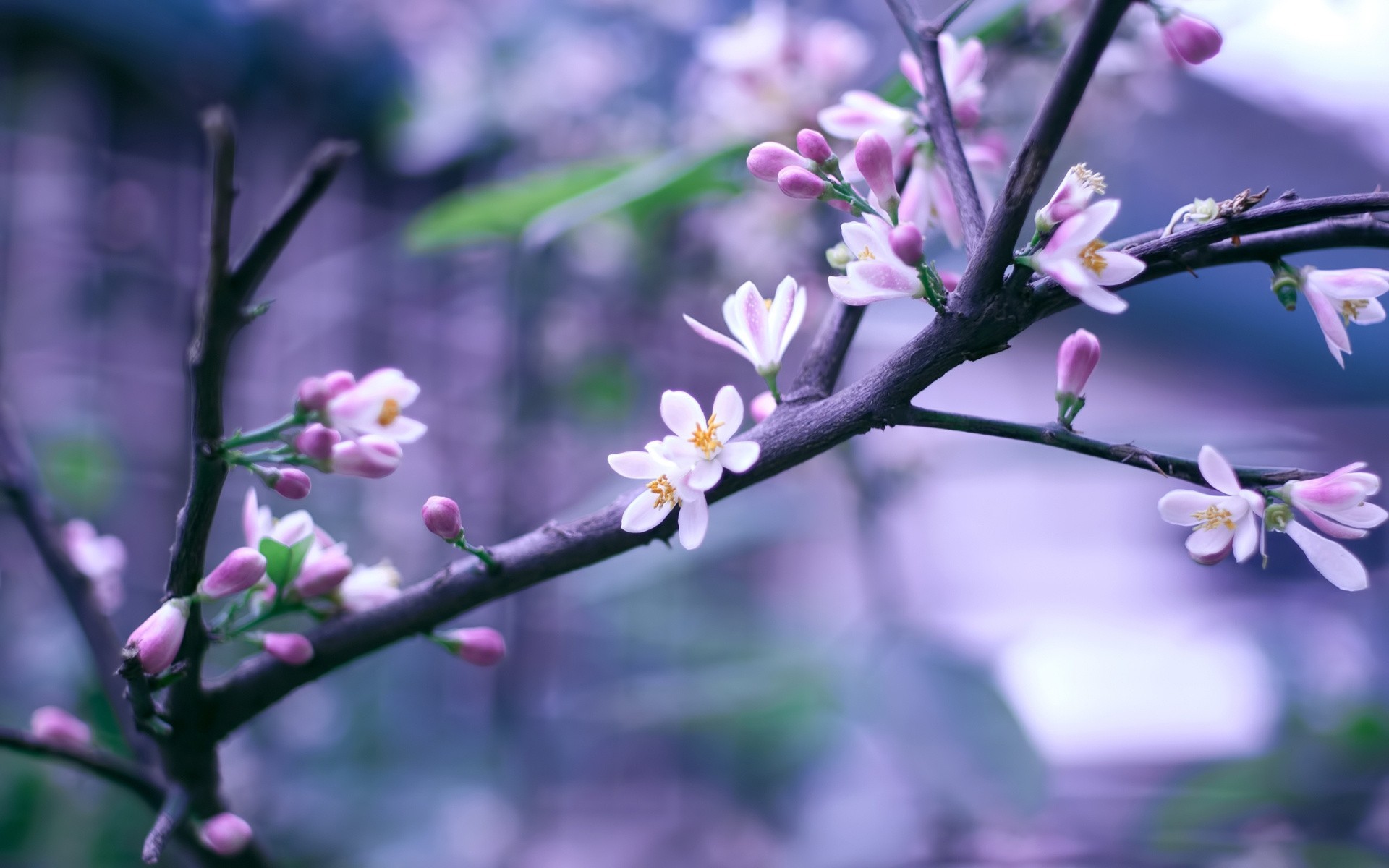 bokeh flowers pink twig flowering branch spring