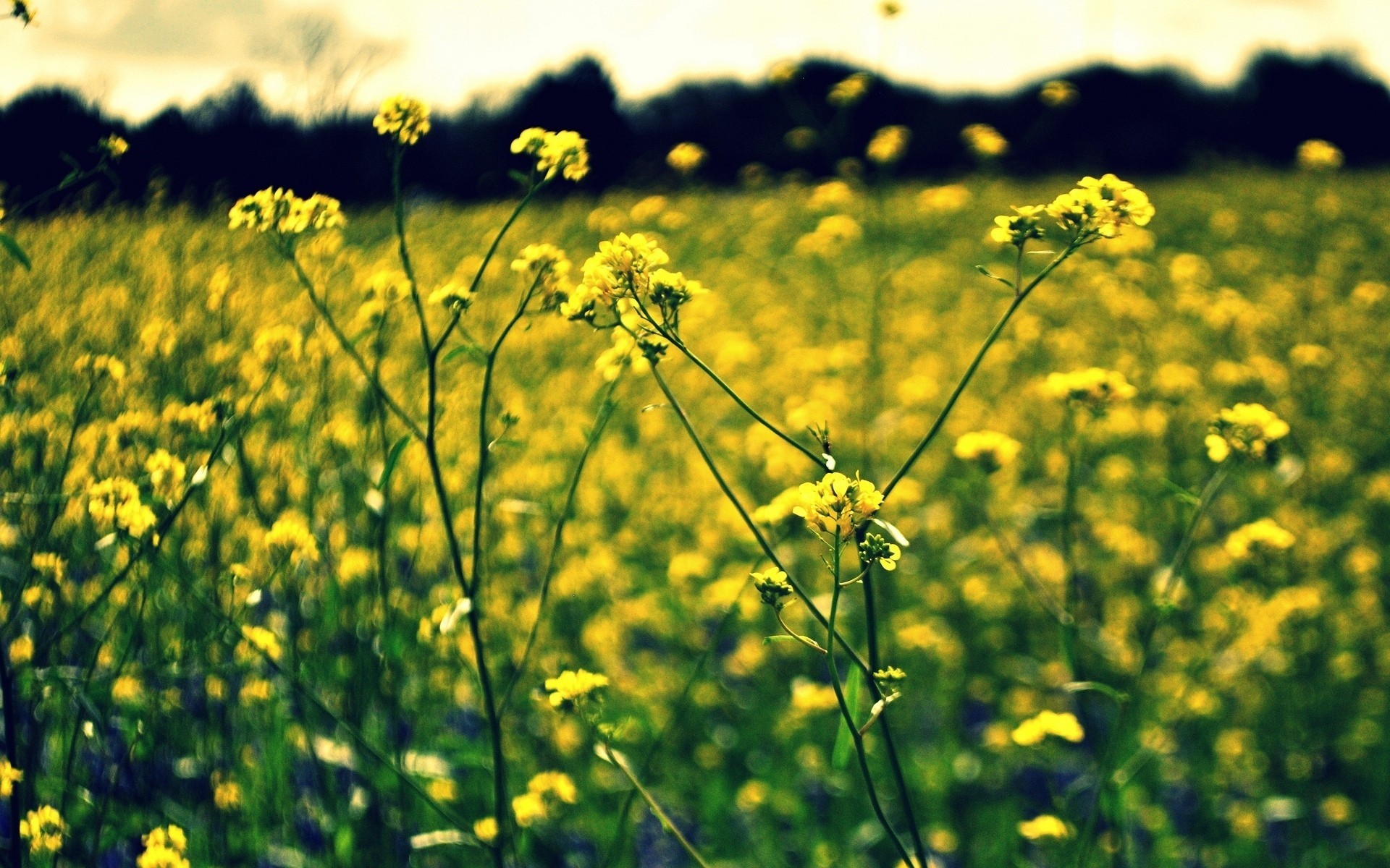 flores flor bokeh fondo papel pintado amarillo desenfoque