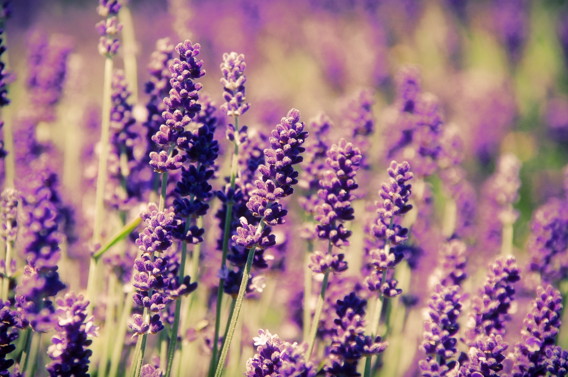 the field spring lilac flower