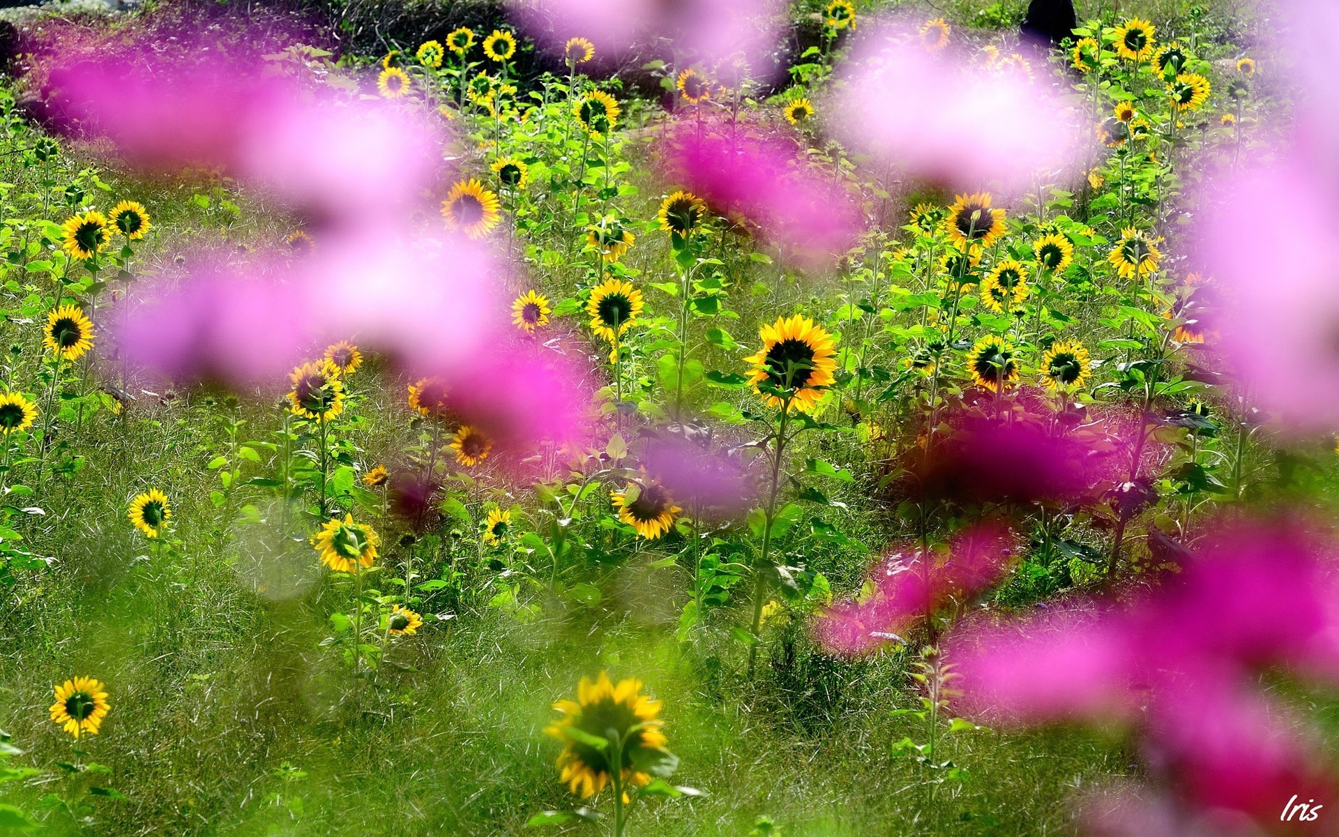 flores desenfoque rosa girasoles campo enfoque