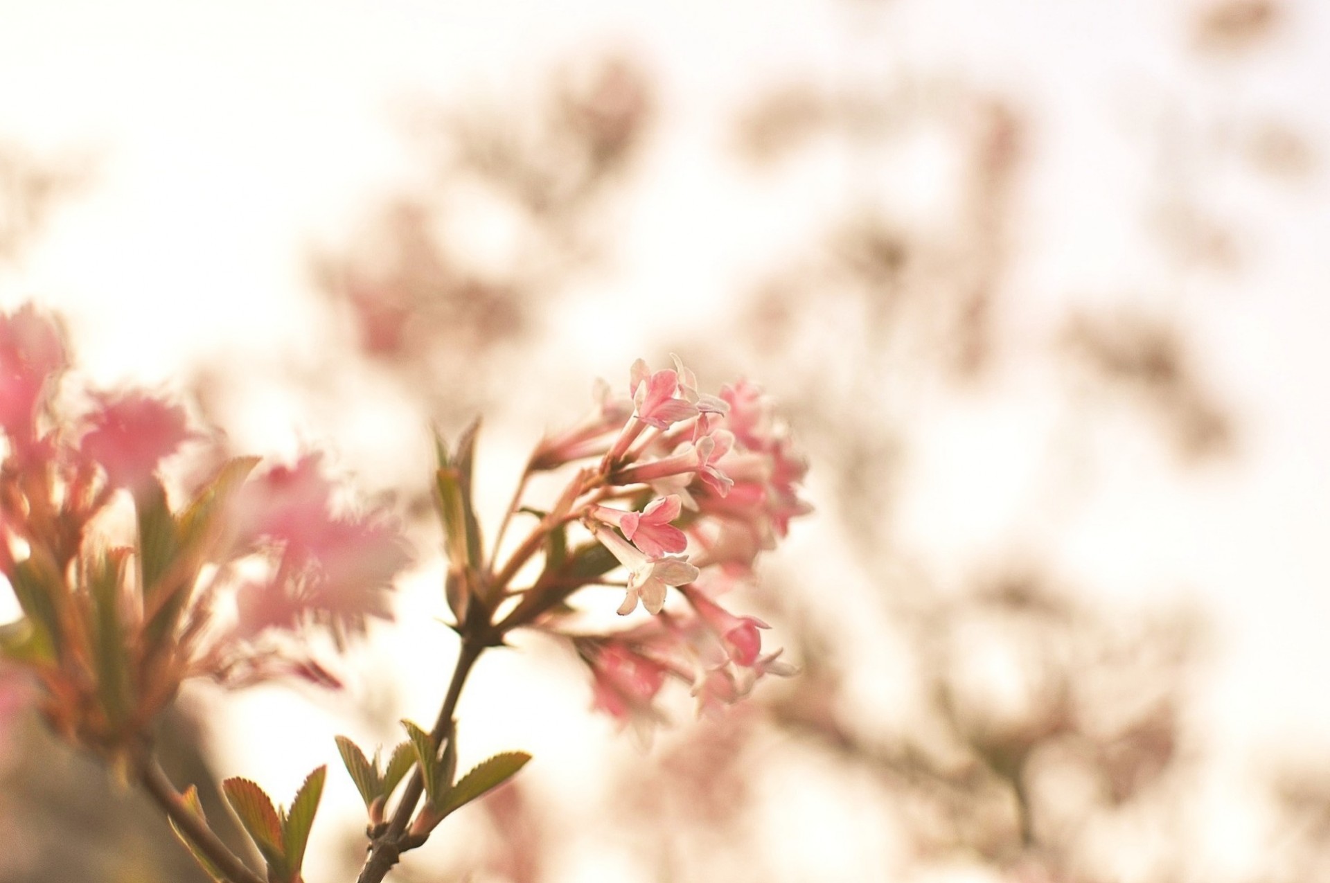 pink flower tree