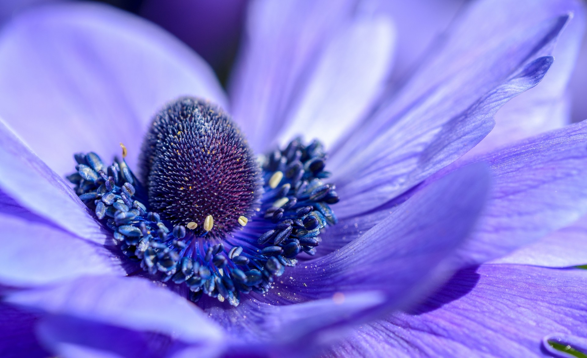 fiore natura bella viola macro petali