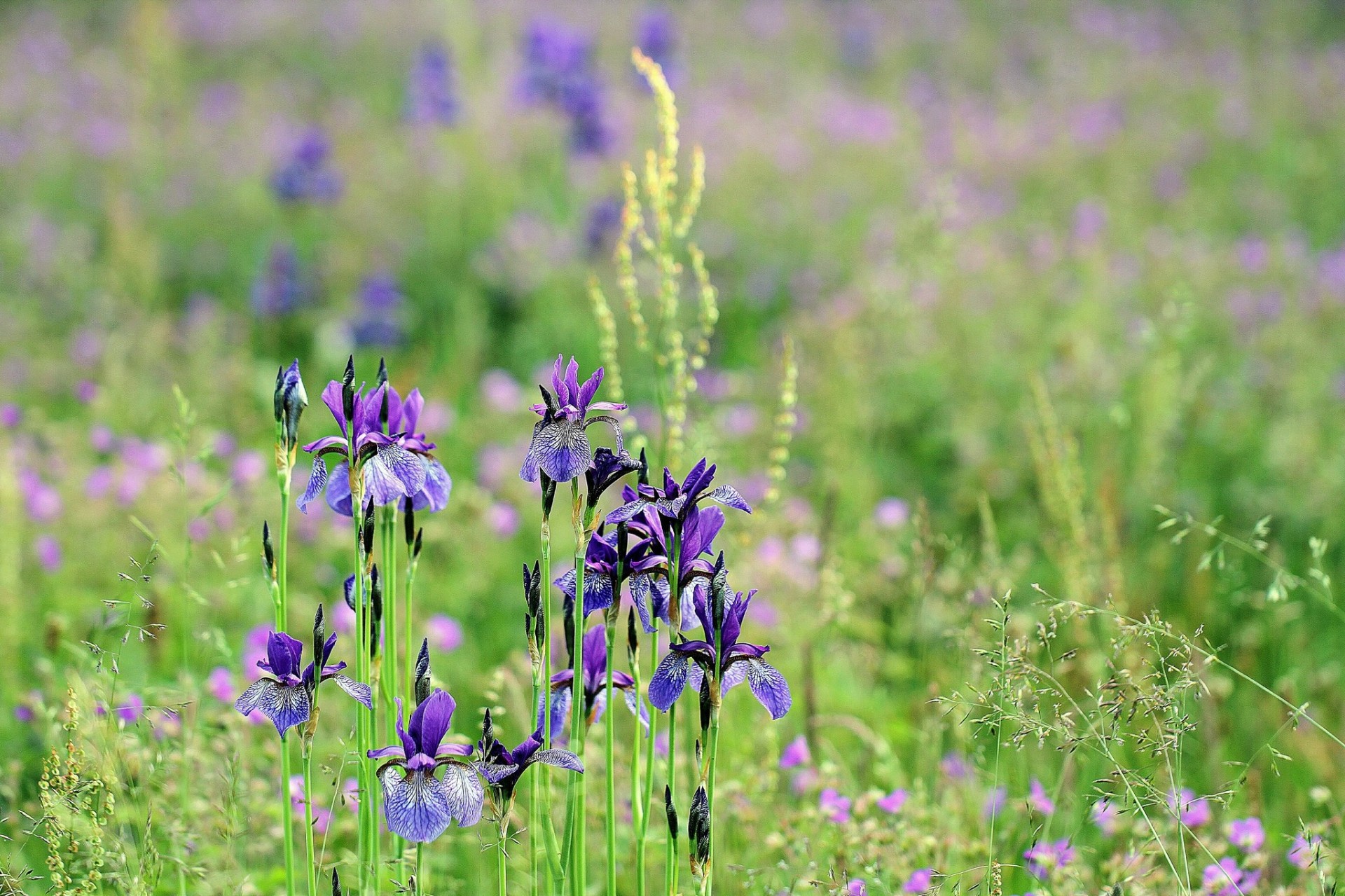 champ herbe été fleurs iris