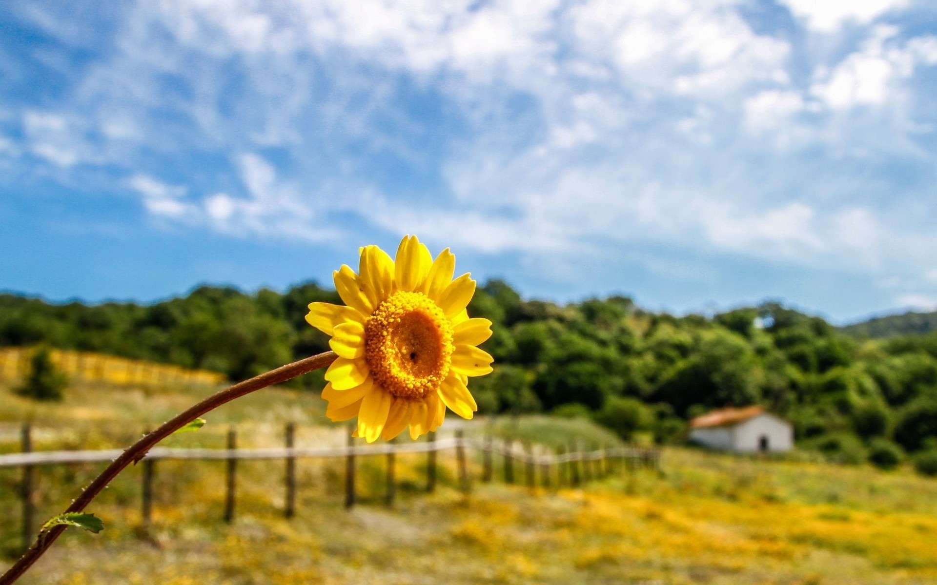 foglia fiori fogliame casa fiore albero sfondo alberi carta da parati giallo cielo va recinzione