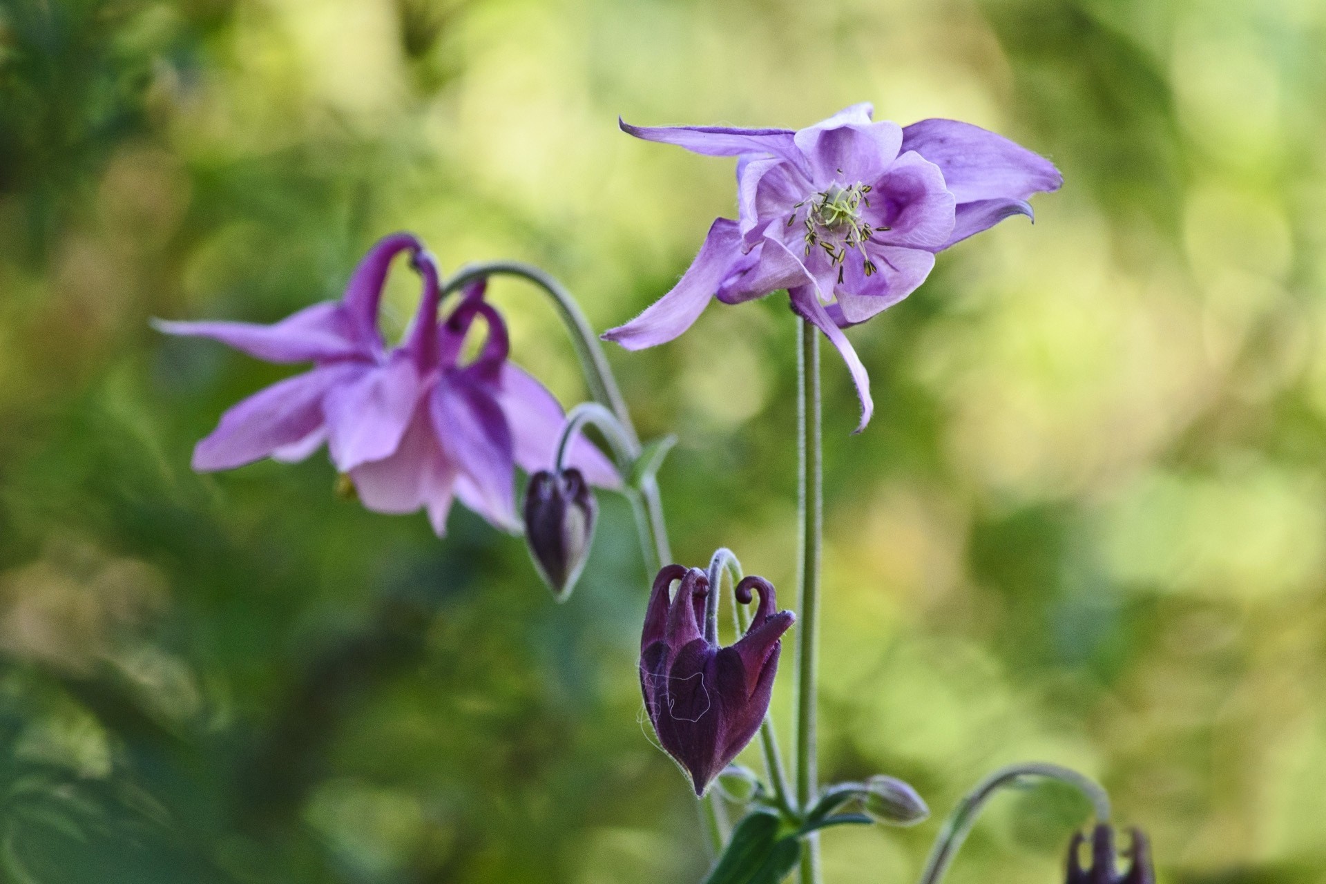 purple background flower reflections aquilegia watershed orlik