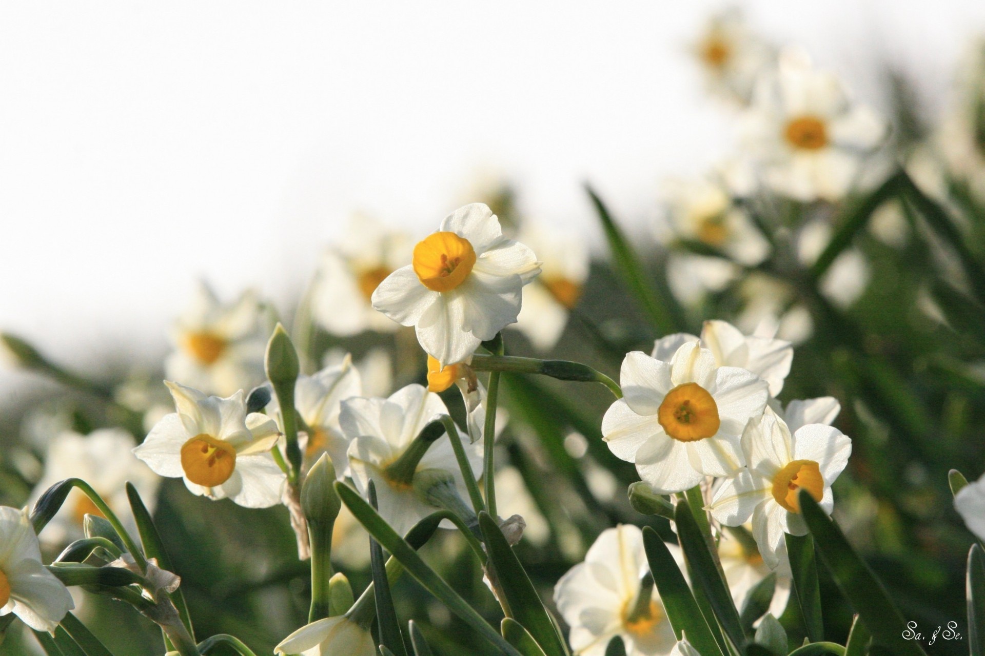 narcisi bianco primavera