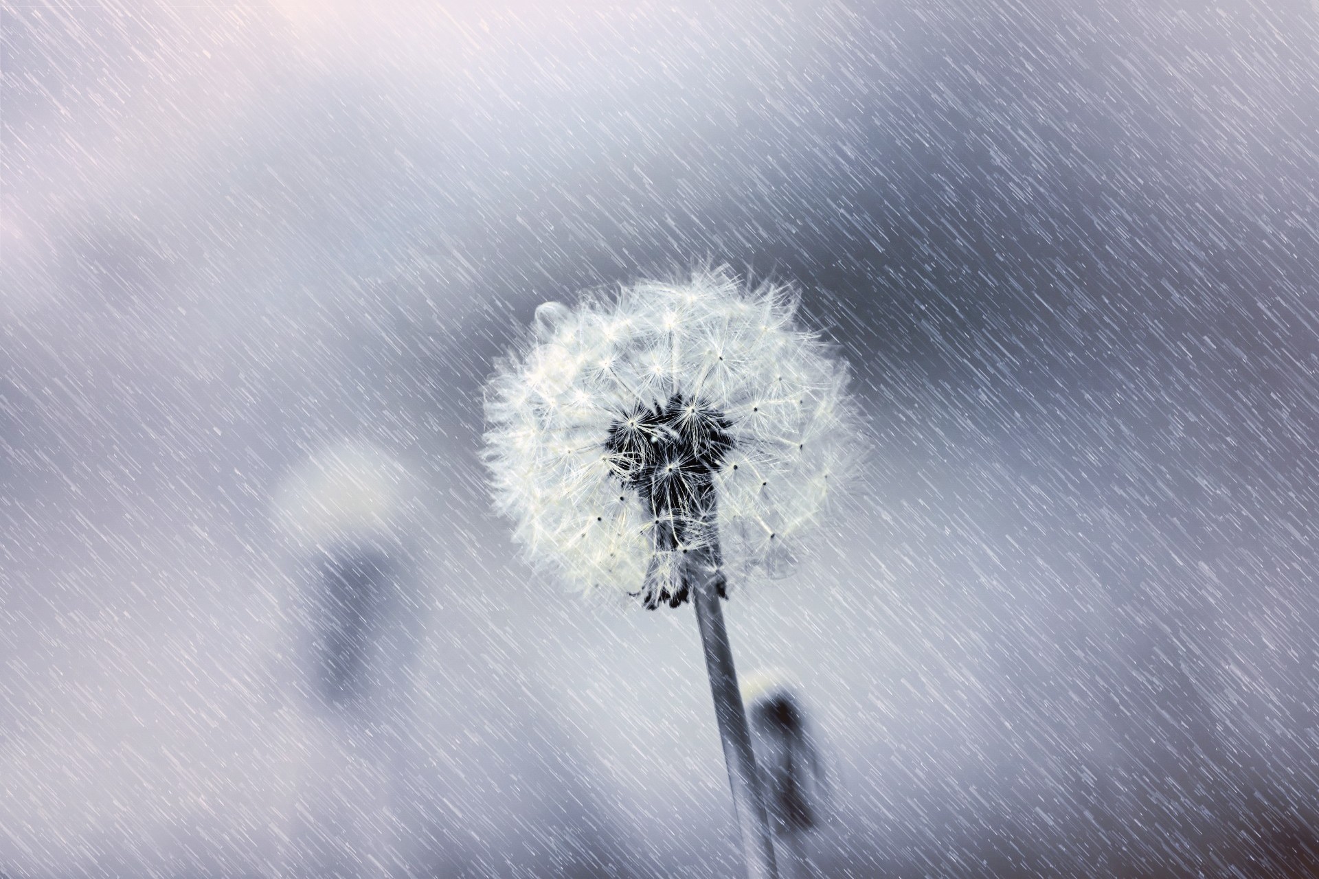 pissenlit pluie fleur