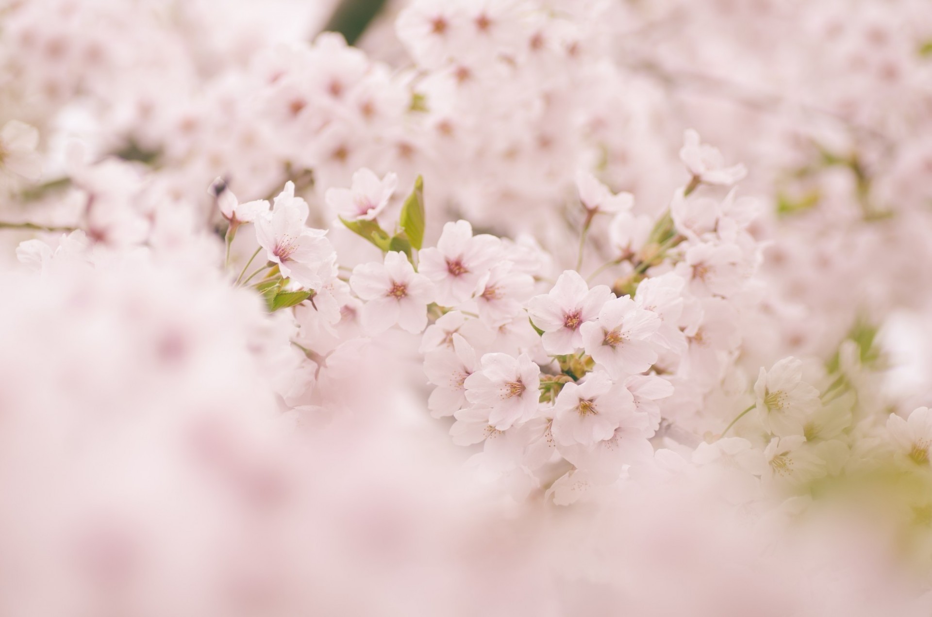 frühling blumen sakura