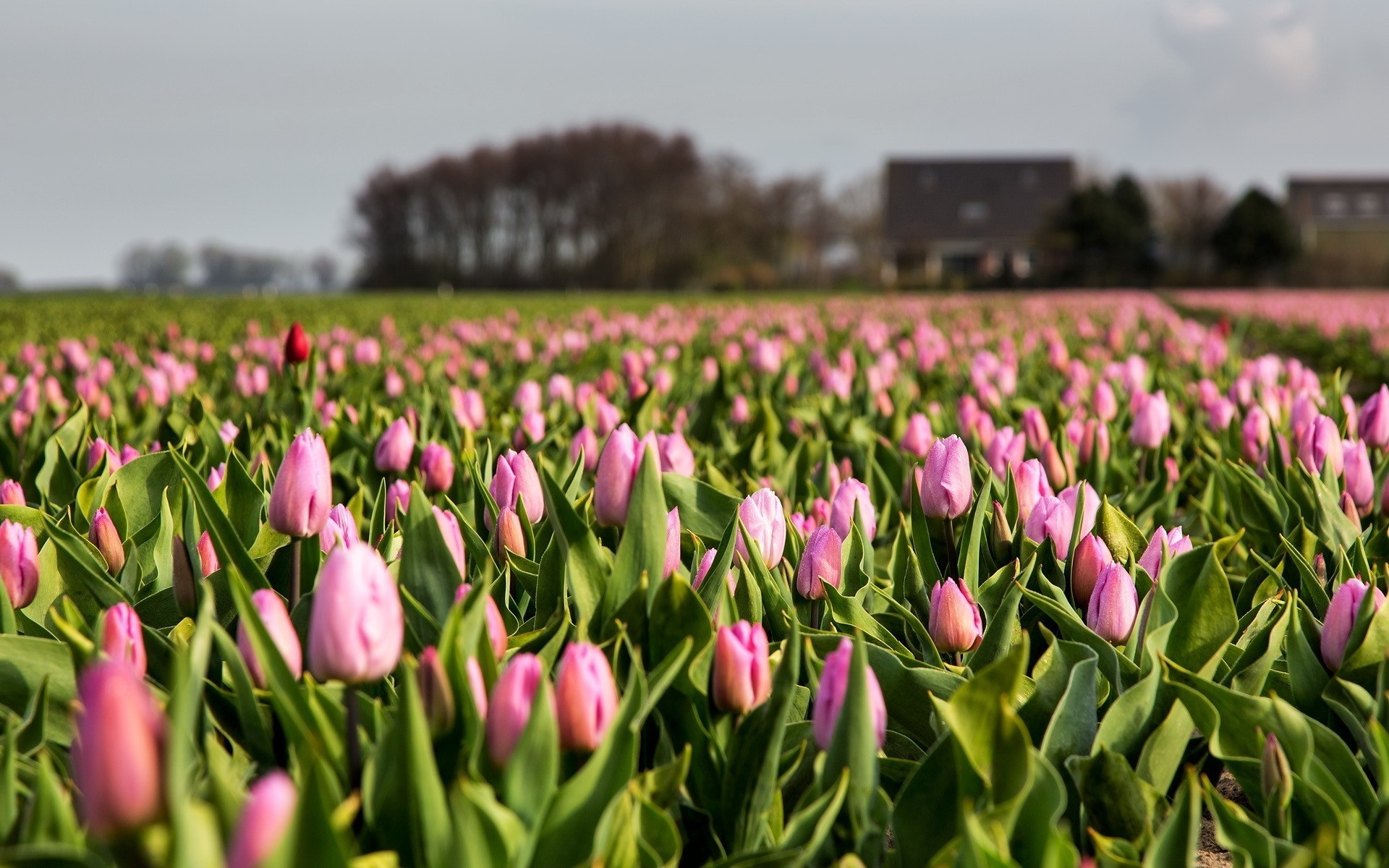 the field nature tulip
