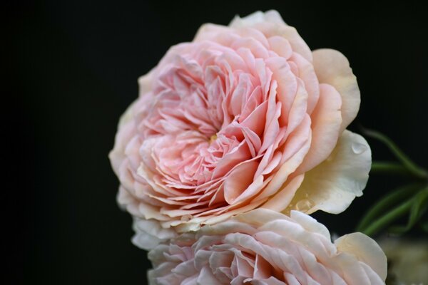 Flor rosa flor macro foto