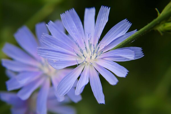 Blaue offene Blumen auf grünem Hintergrund