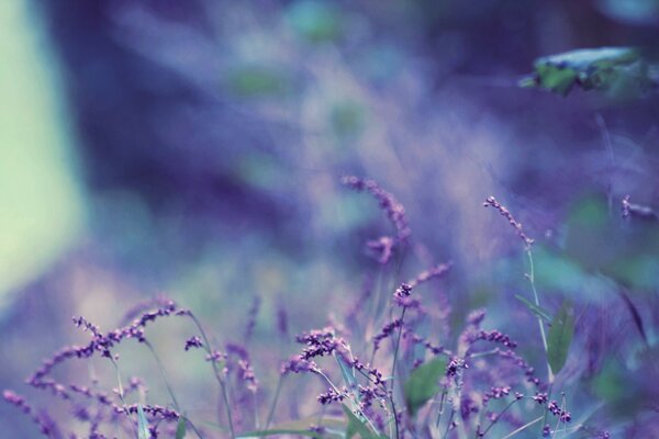 Fiori di lavanda viola su sfondo sfocato