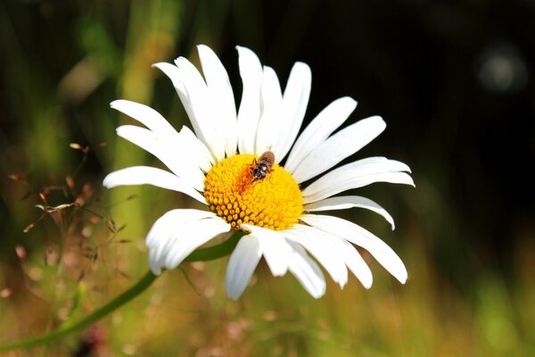 Макросъёмка цветка ромашки с пчелой