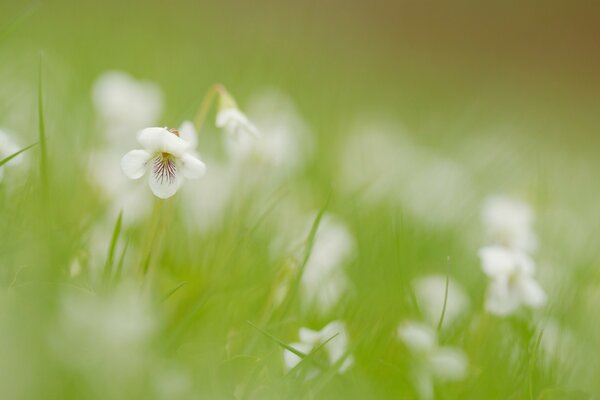 Verschwommene weiße Blüten unter grünem Gras
