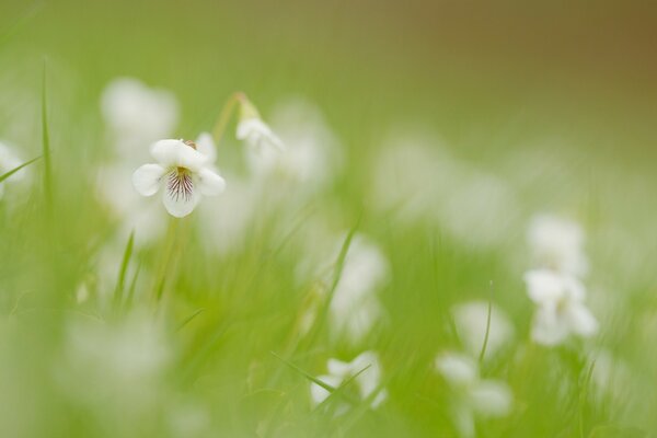 Fiori bianchi sfocati tra l erba verde