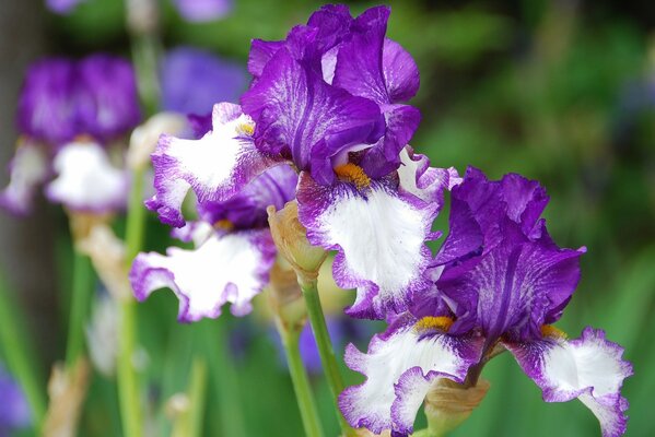 Alle Schattierungen von Iris-Farben