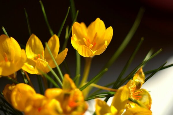 Boutons jaunes fleurissent macro flou Focus