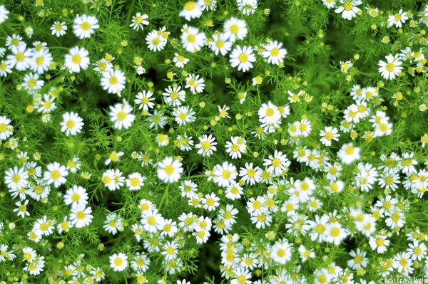 Chamomile field. Meadow flowers