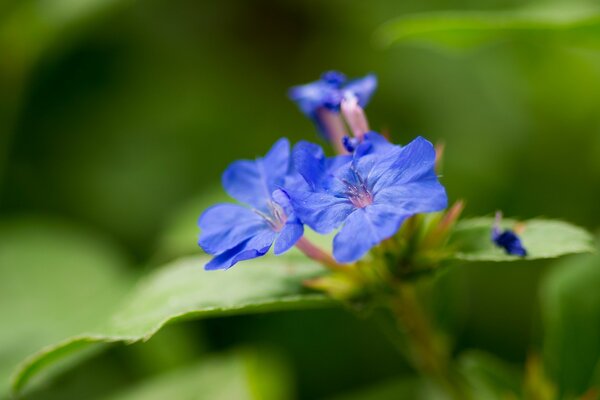 Makropflanzen: Blaue Blüten