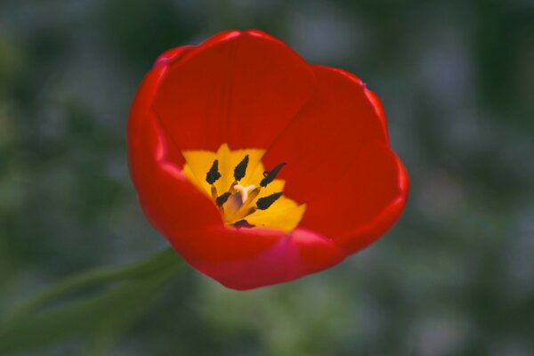 Eine rote Tulpe mit gelbem Kern Makro