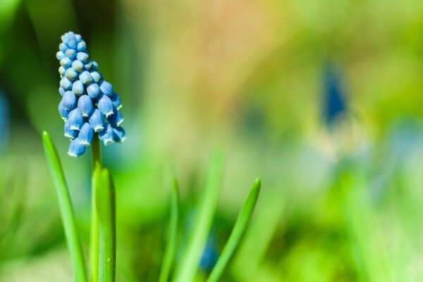 Fiore di Giacinto incredibilmente bello su sfondo verde sfocato