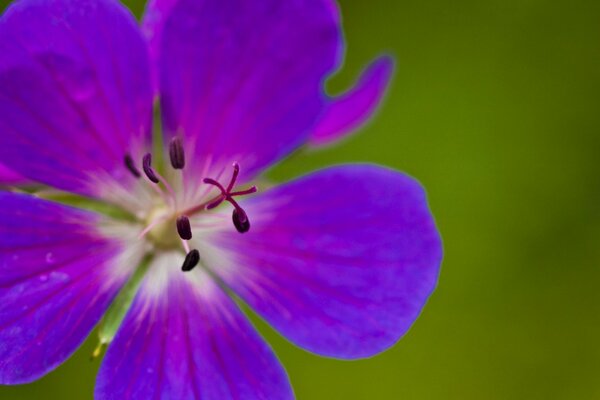 Beautiful flower on a green background