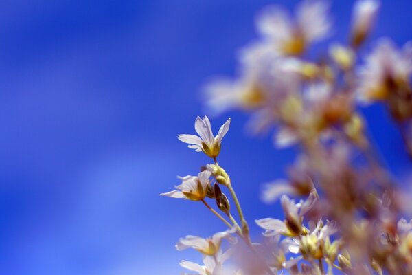 Fleurs sur un arbre sur un fond flou bleu