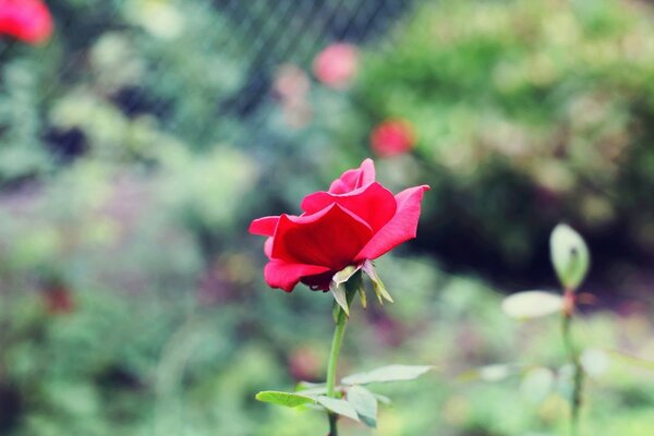 Różowa róża na rozmytym tle