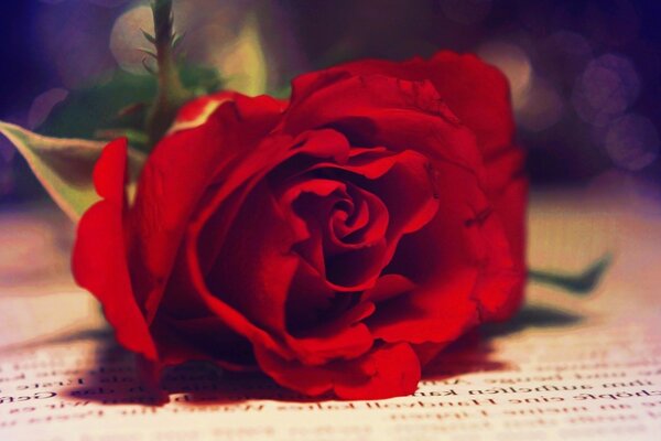 Czerwona róża na otwartej książce