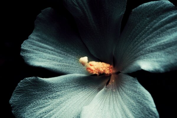Hibiscus macro-foto