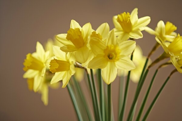 On a coffee background yellow flowers daffodils