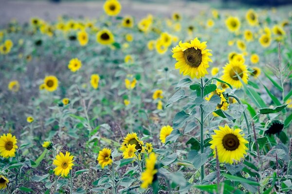 A lot of sunflowers on a green field