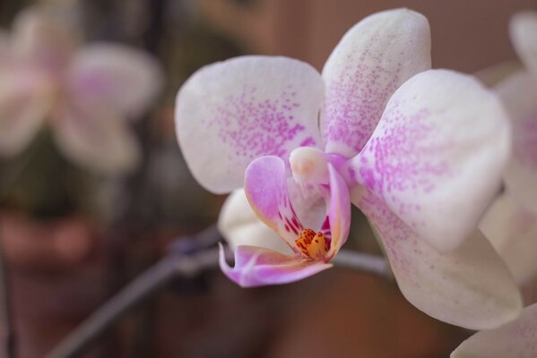 Zarte lila Orchidee Blume Nahaufnahme