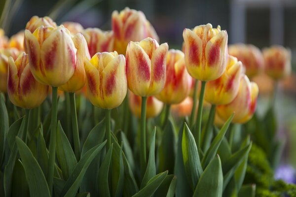 Un grand nombre de tulipes jaune-violet