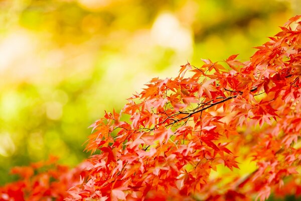 Maple branch with small red leaves