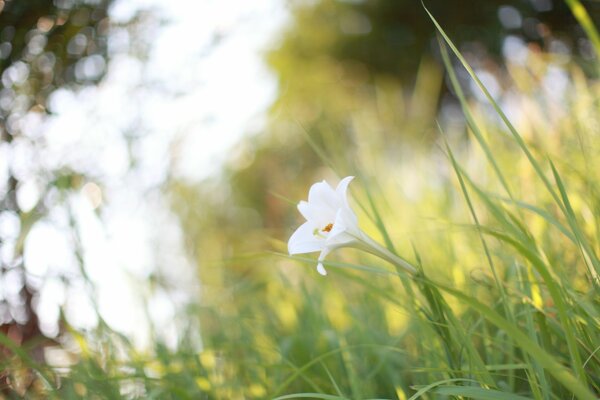 A white flower in the green grass in the middle of a sunny forest